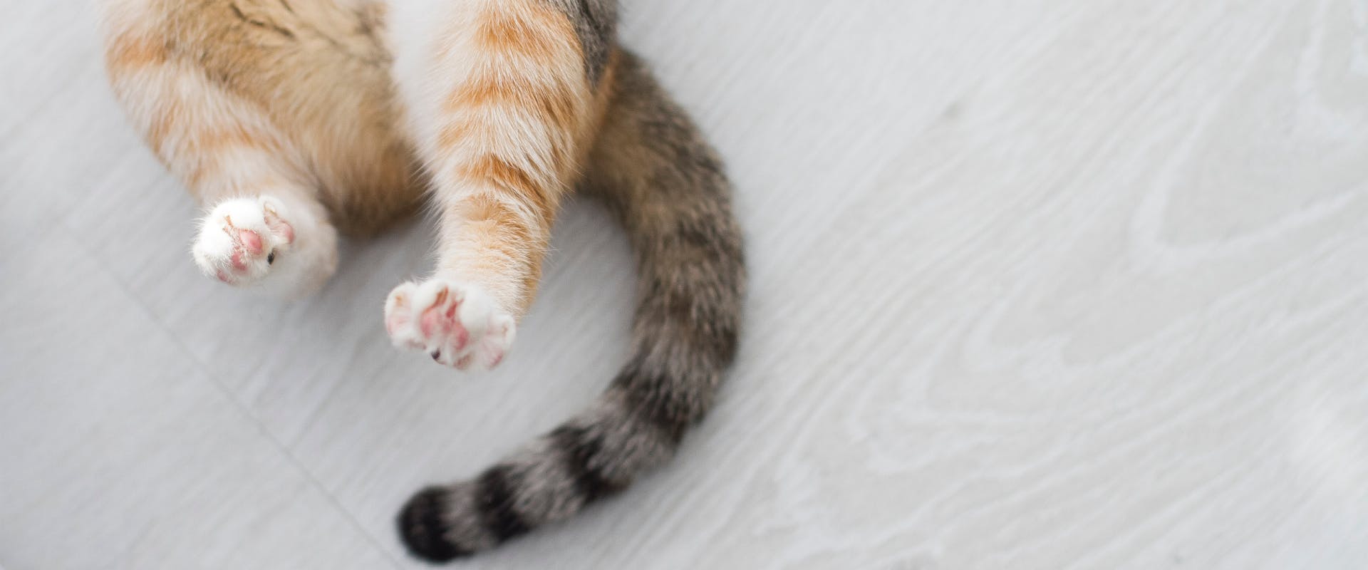 a stripy cat's tail and back paws lying on a wooden floor
