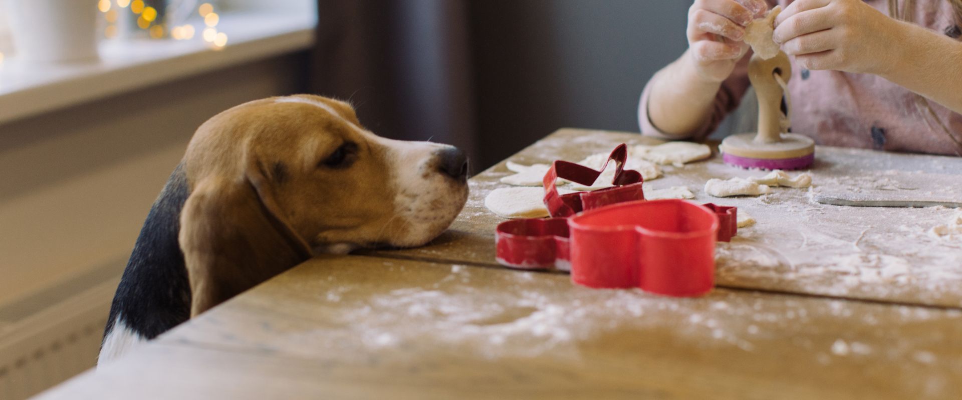 Can dogs have honey trustedhousesitters