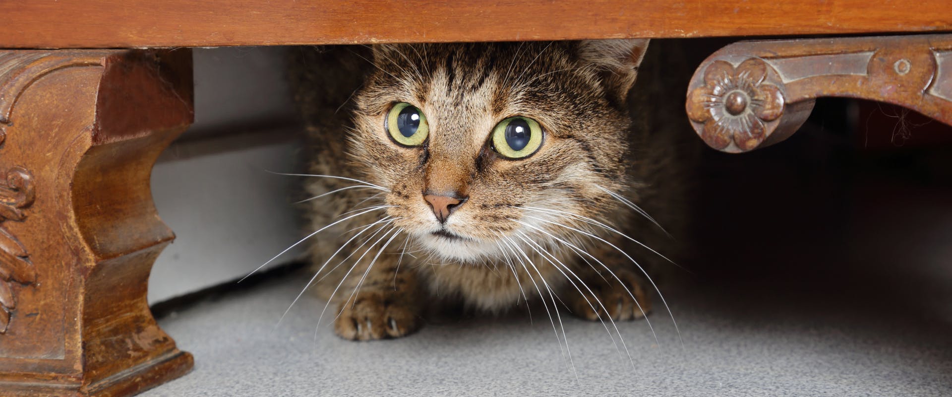an anxious cat hiding underneath a wooden set of draws