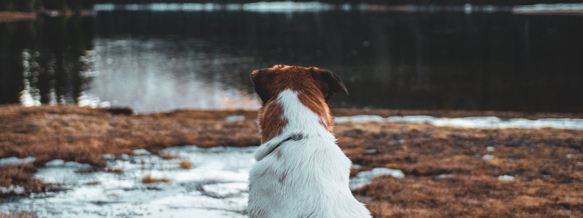 Dog overlooking a lake