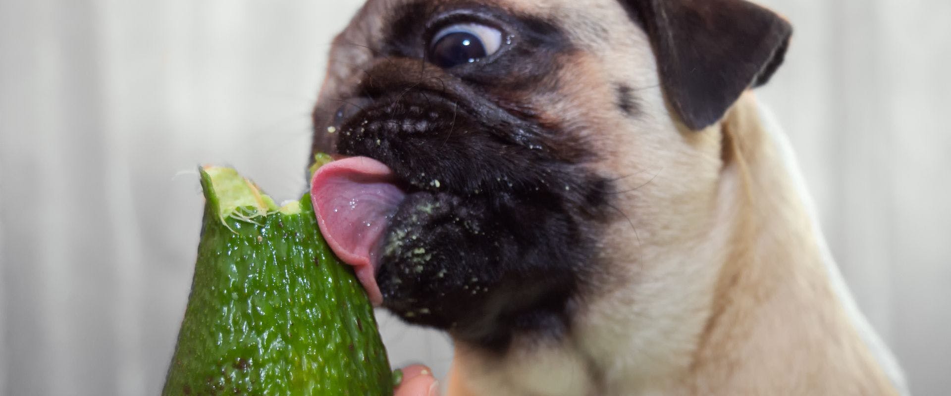 Pug licking an avocado
