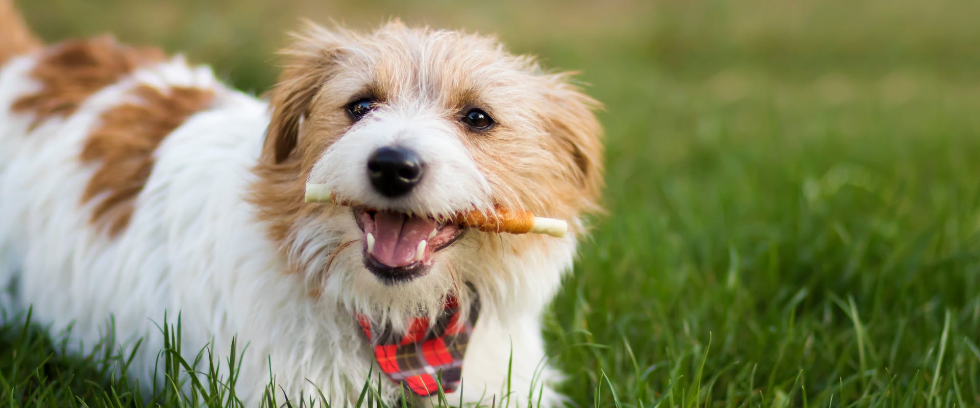 A dog chews on a treat.