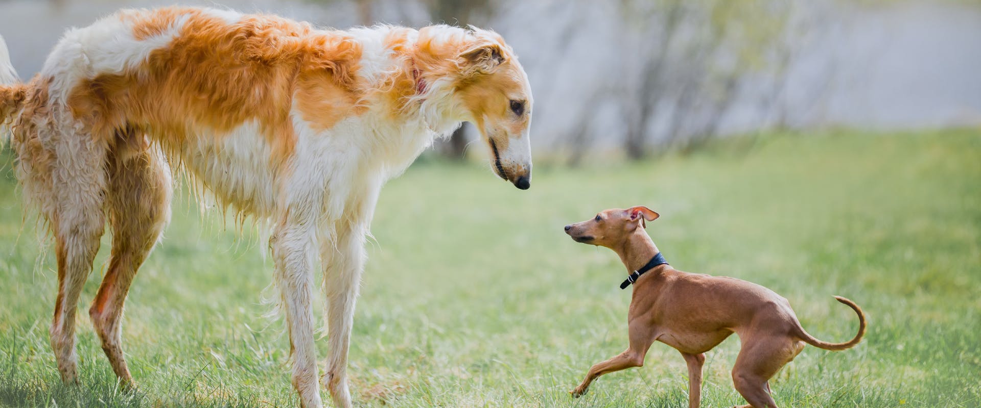 a large dog breed almost touching noses with a small dog breed whilst playing outside