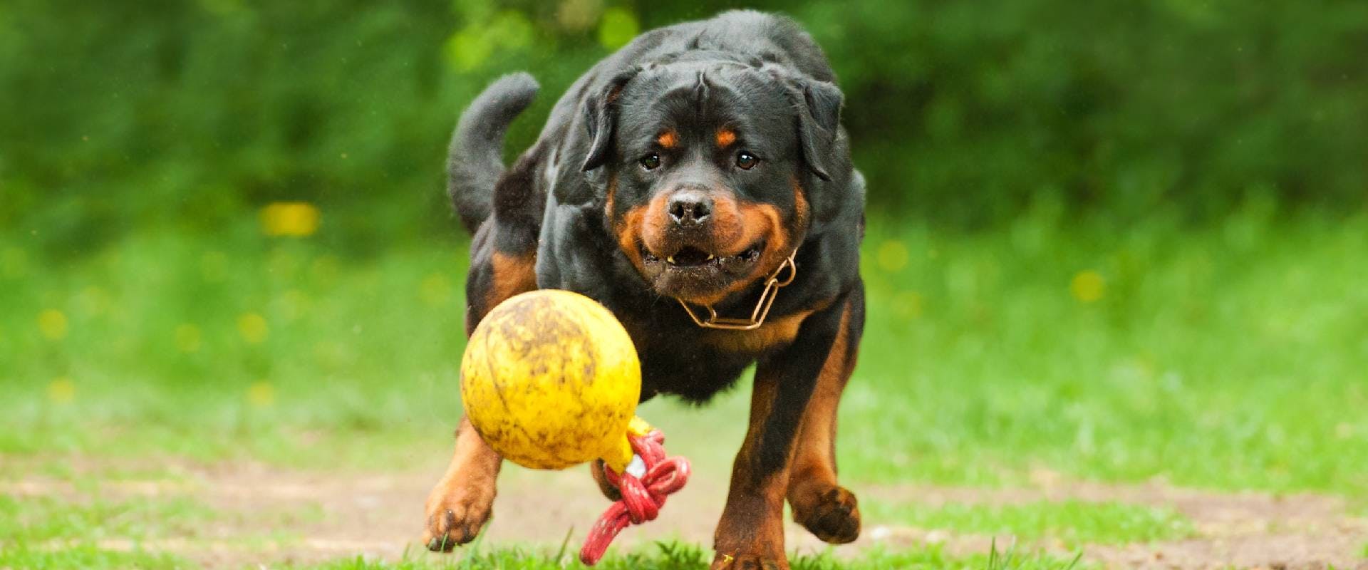Rottweiler dog chasing a ball