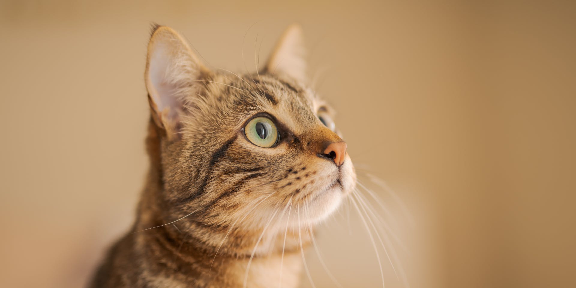 A tabby cat looking upwards.