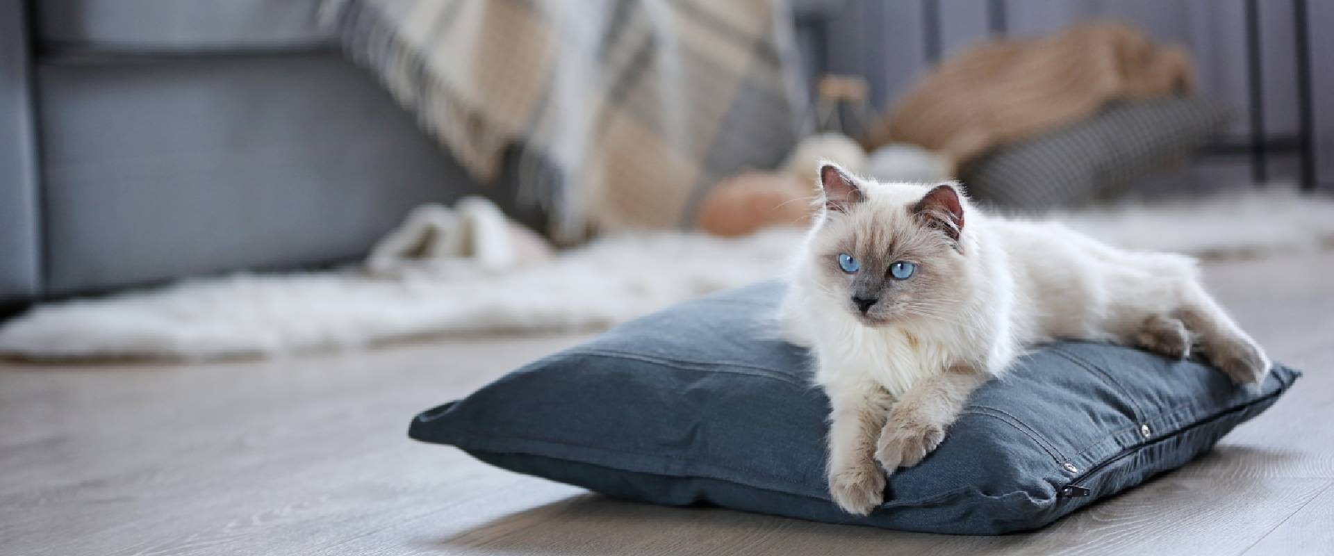 Blue-eyed cool cat laying on a cushion