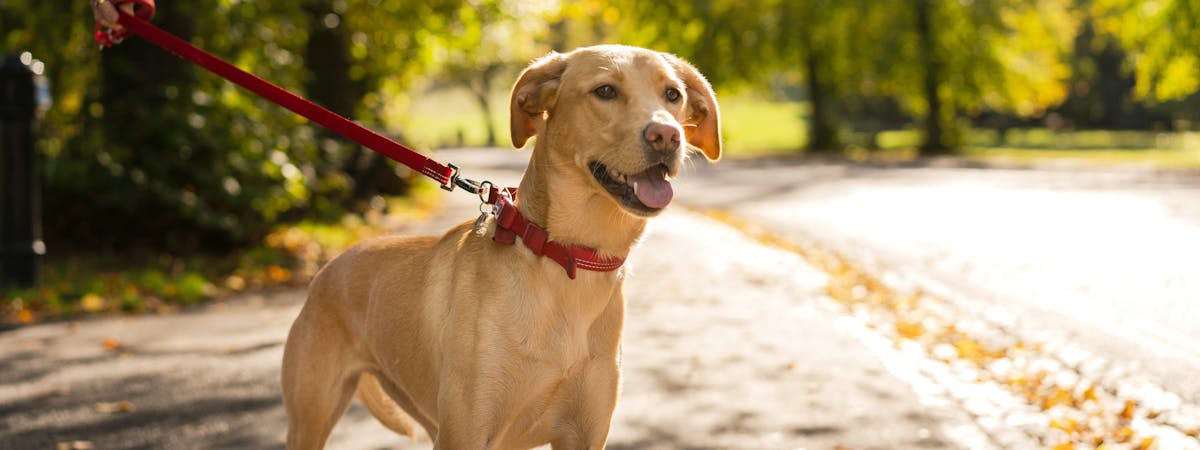 Yellow Labrador on a leash, out for a walk in the park