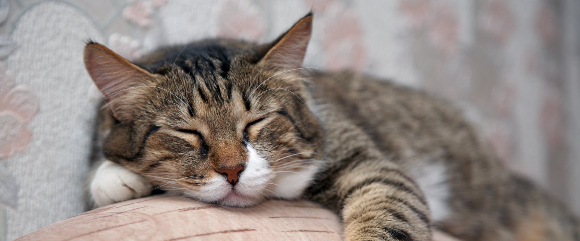 A cat snoozes on a cushion.