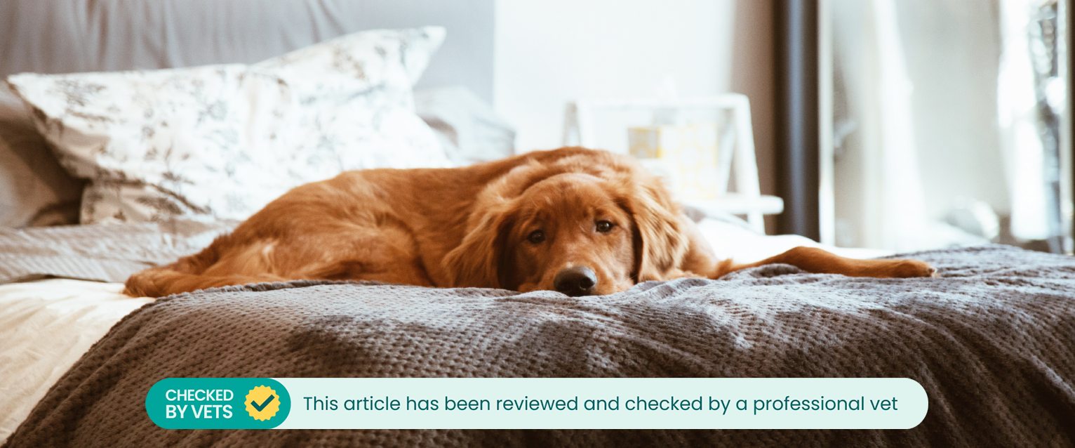 A dog lying on a bed