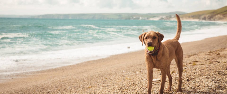 dog walking on a Cornwall beach