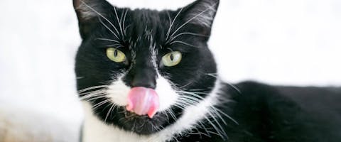 Tuxedo shorthair cat licking its lips