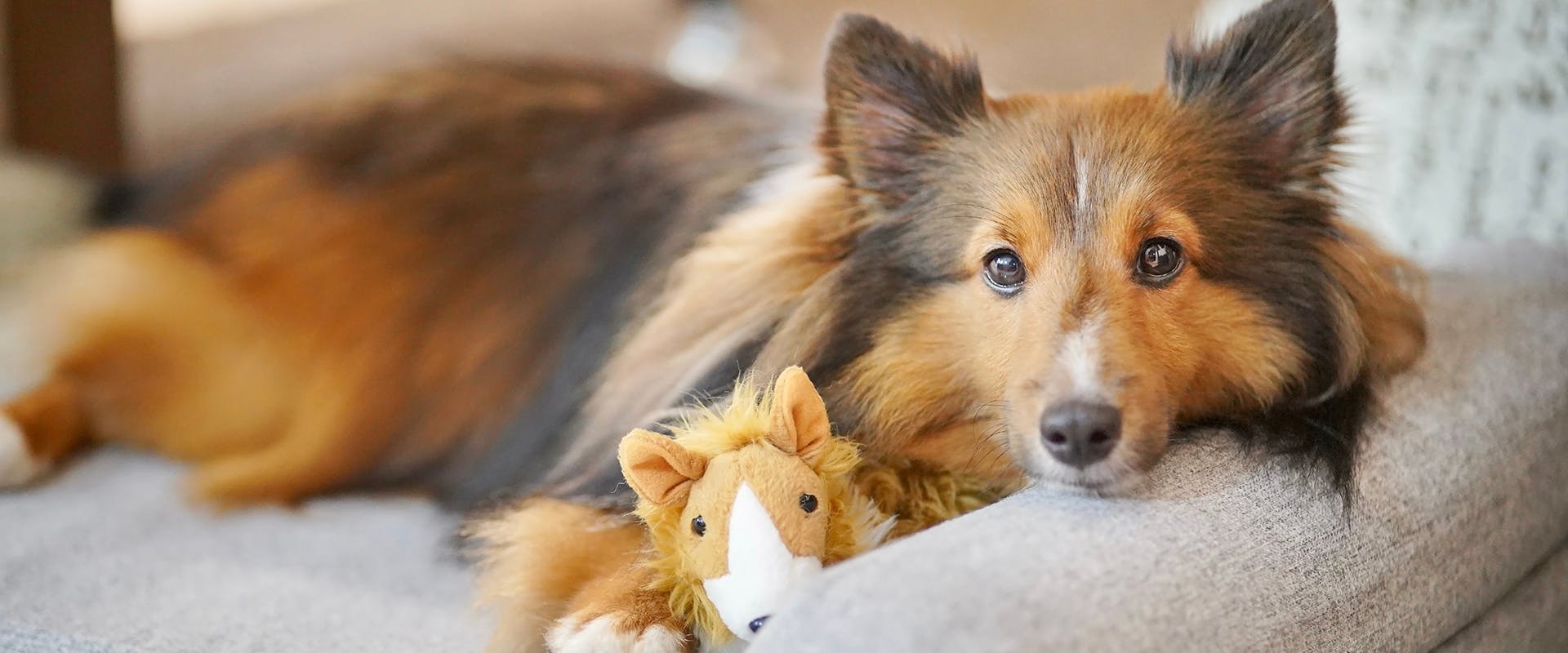 A Shetland Sheepdog laying in a dog bed, a cuddly toy at its side