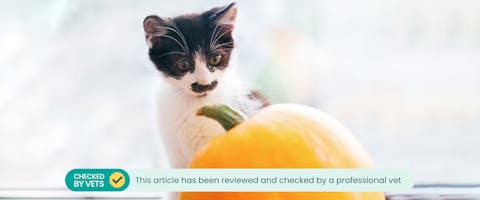 A cat sitting next to a pumpkin, with a banner placed at the bottom of the image which reads: 'This article has been reviewed and checked by a professional vet' 
