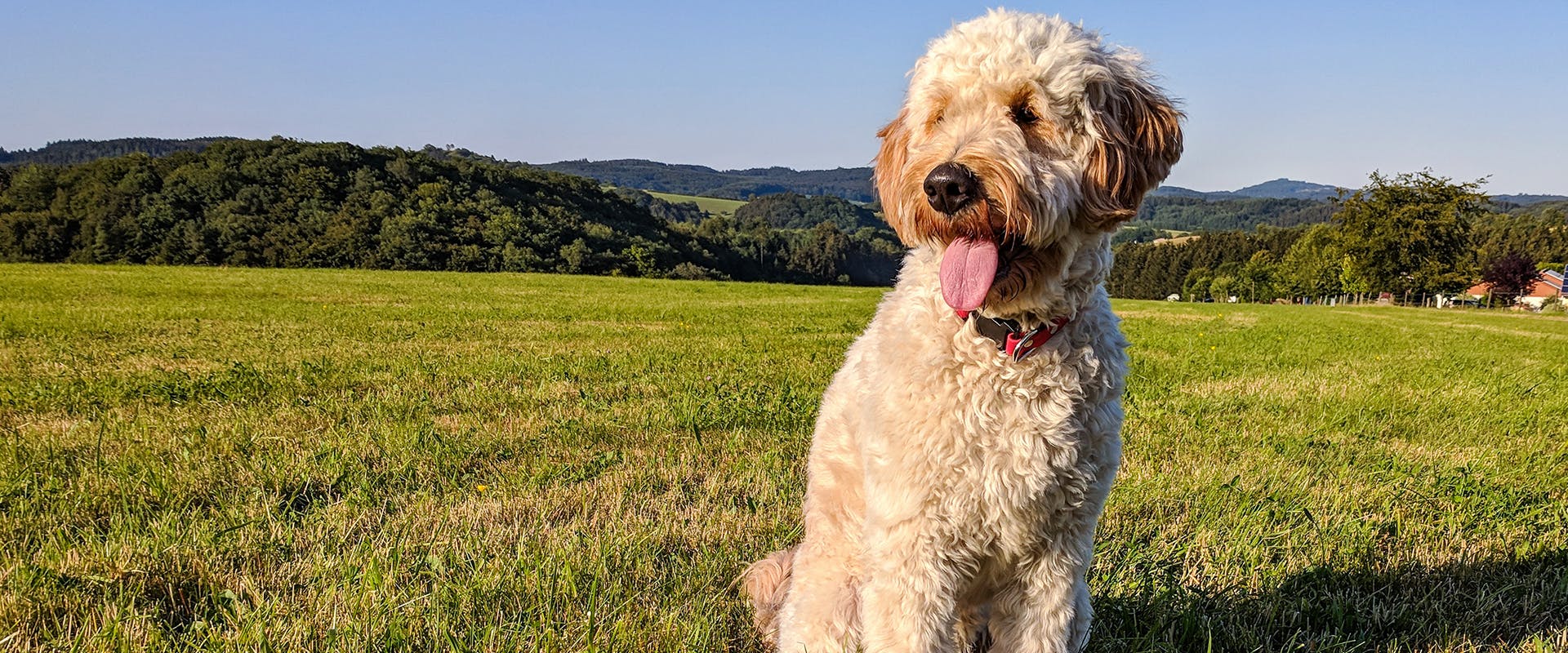 A Goldendoodle sitting in a field