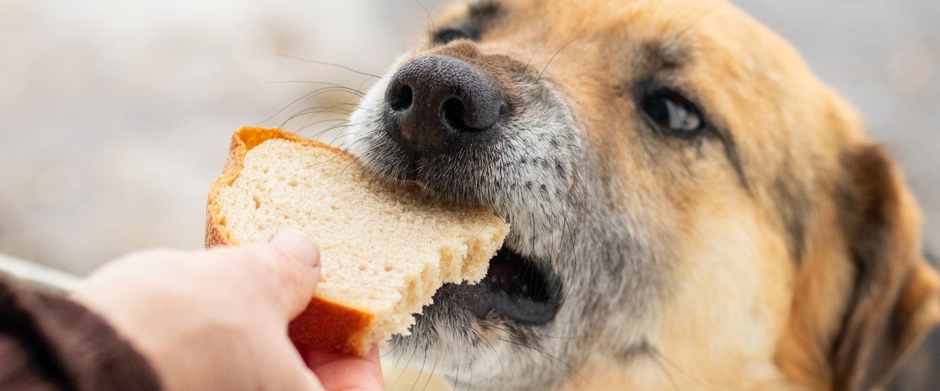 Dog eating bread slice