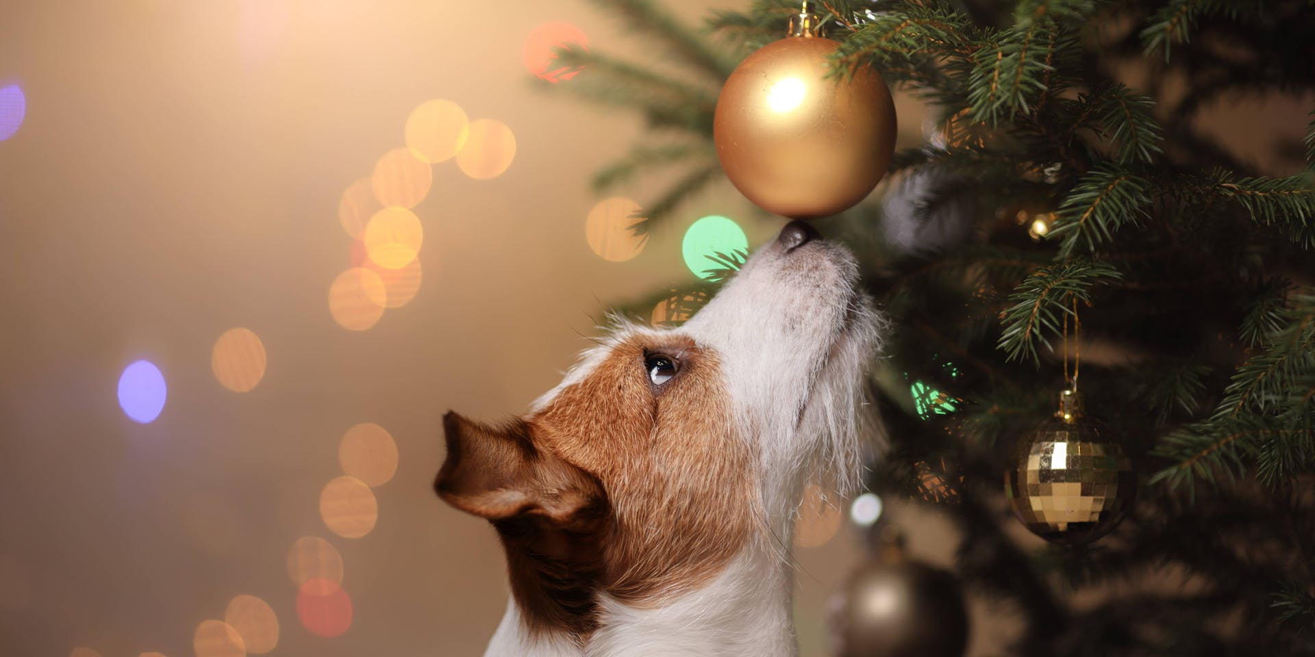 Dog with a Christmas tree and bauble. 