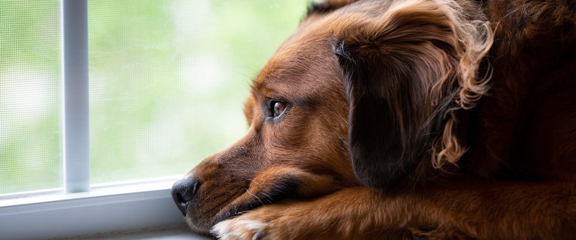 Do dogs get sad? A sad looking dog looking longingly out of the window