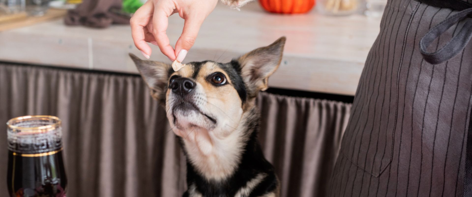 View of Can Dogs Eat Turkey? | TrustedHousesitters.com