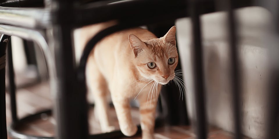 A cat walking under a chair.