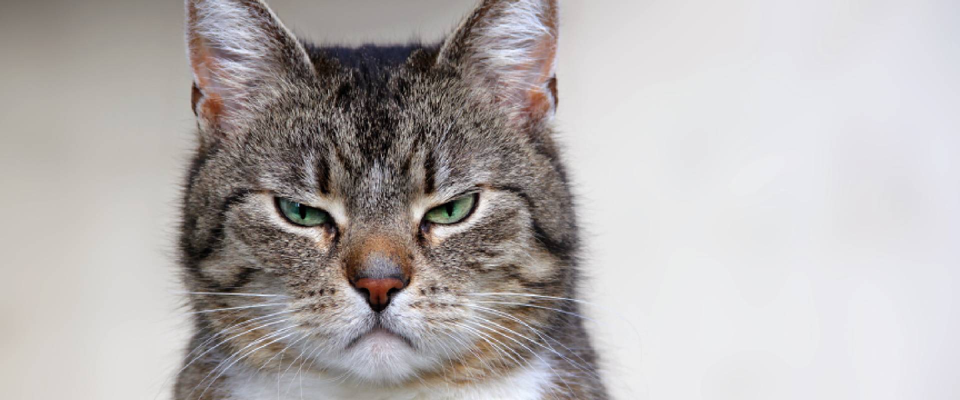 male cat vibrates tail What Does It Mean When Cats Vibrate Their Tails