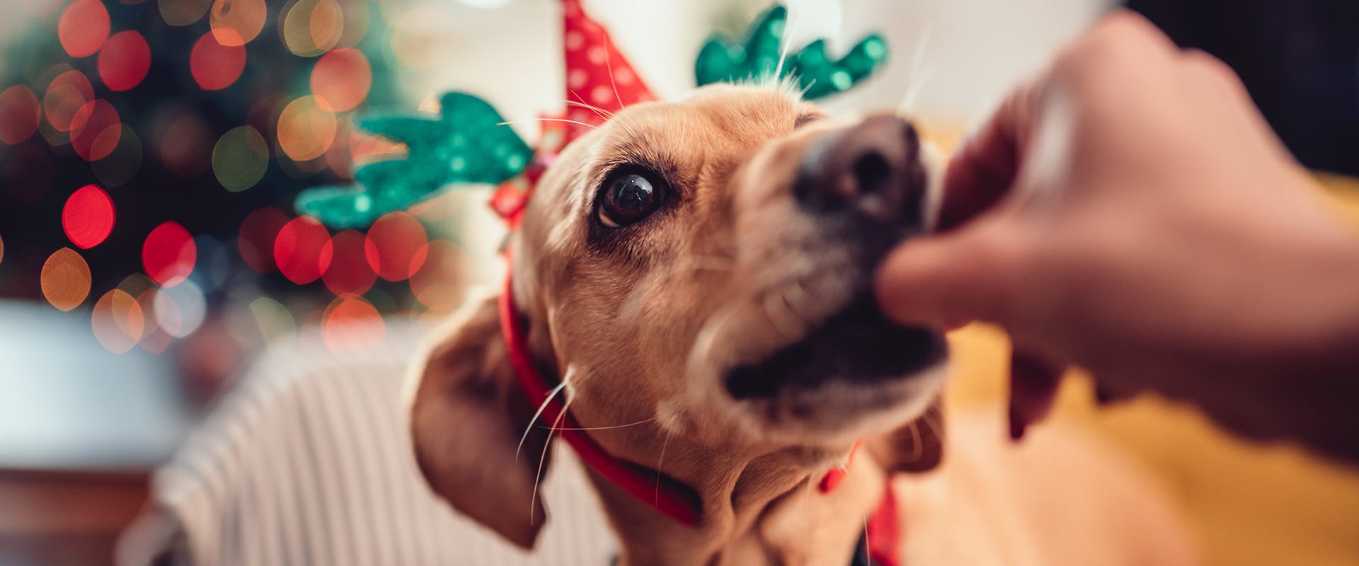 A dachshund wearing a Christmas hat feeding fed a treat