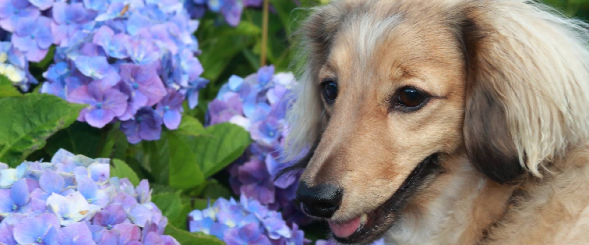 Dog sitting in front of a purple hydrangea shrub
