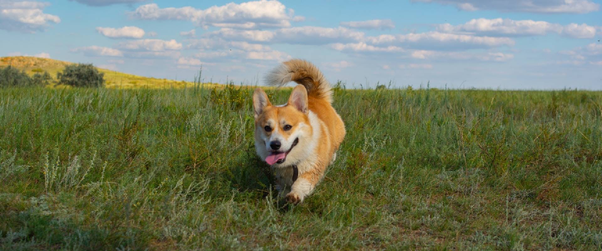 Corgi running in a field