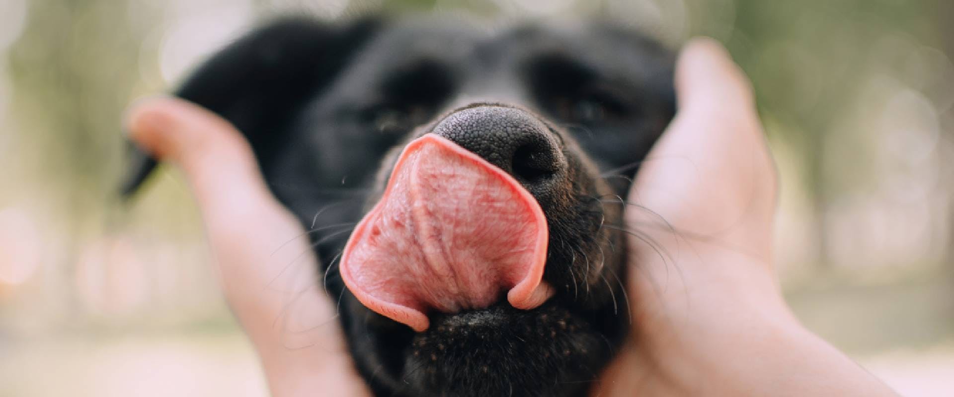 Close-up of a black Lab licking their nose