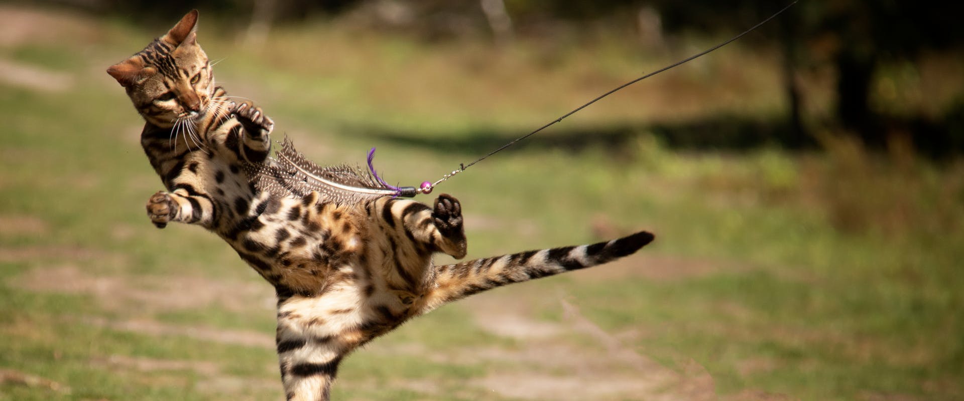 bengal cat in mid-air trying to catch a feather teaser