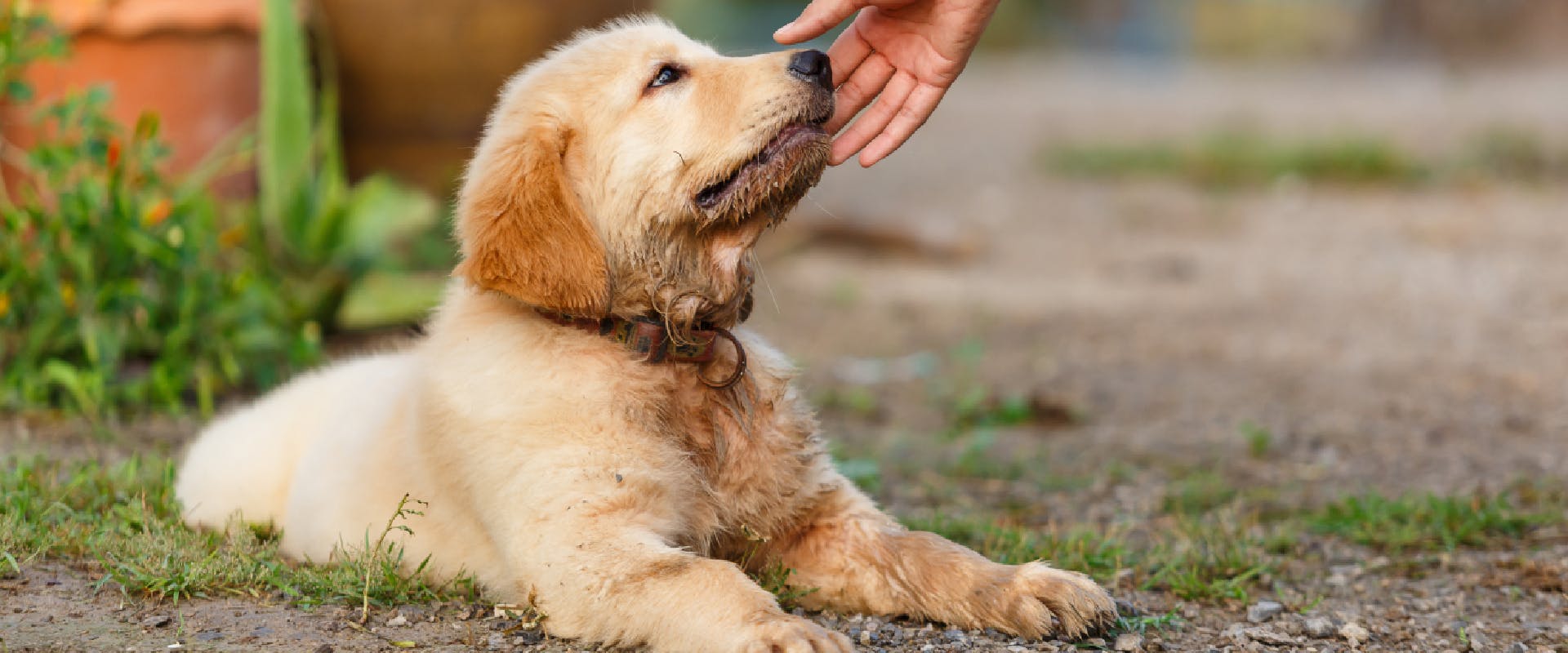 Someone strokes a puppy.