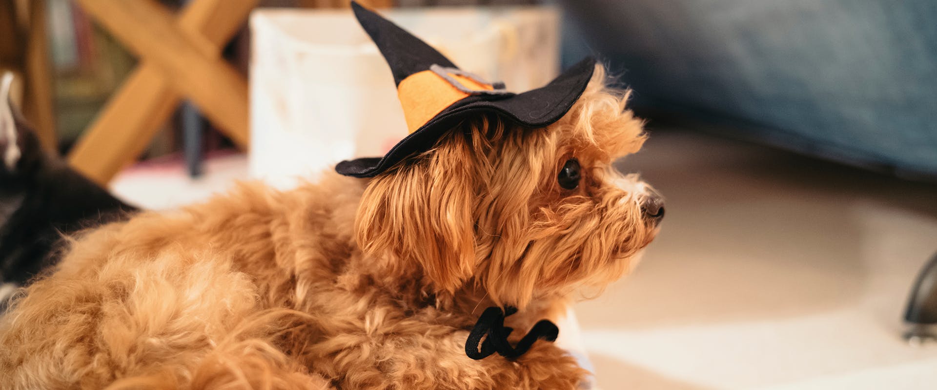 A small dog wearing a witches hat