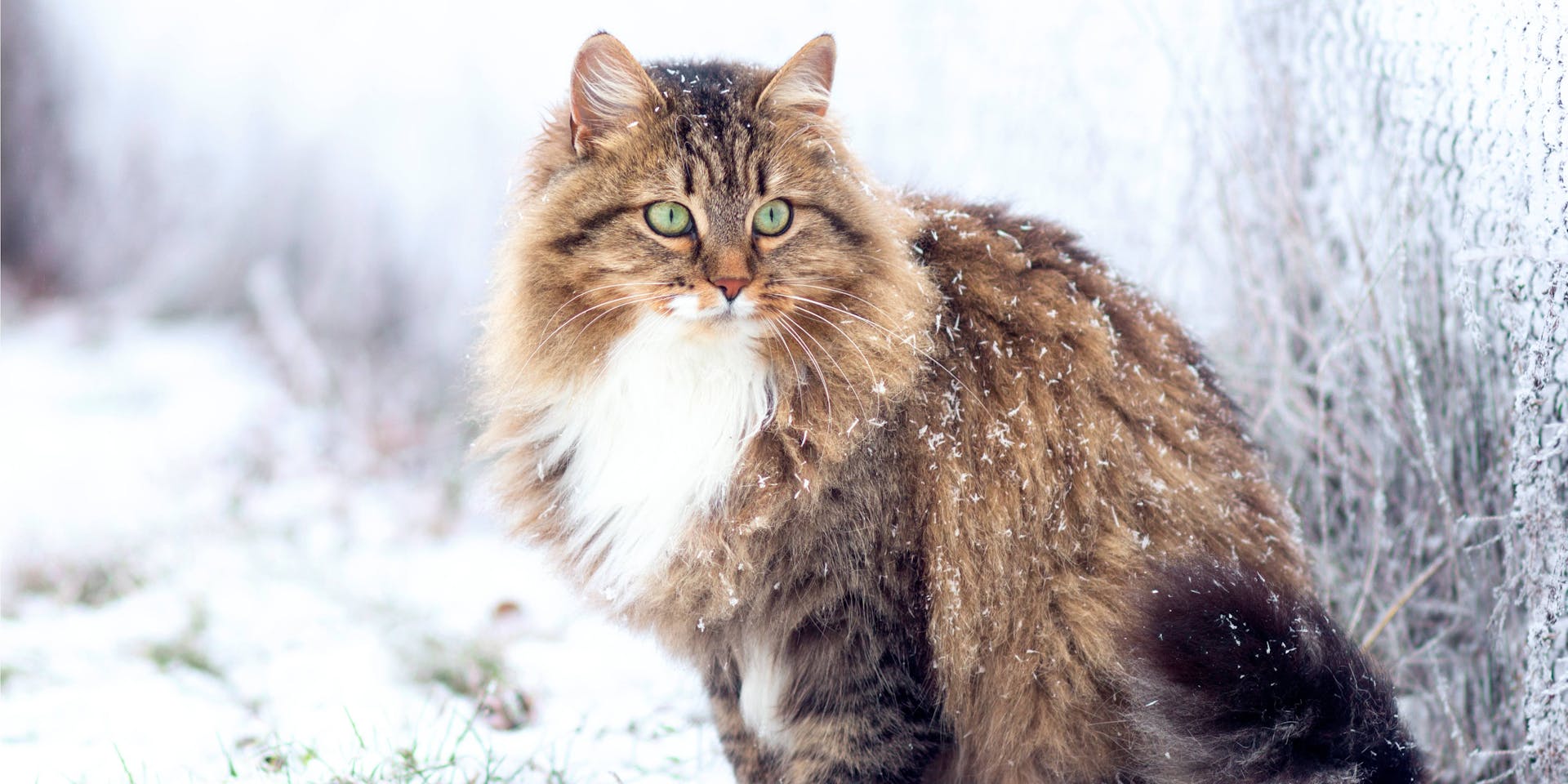A fluffy Maine Coon cat in the winter.