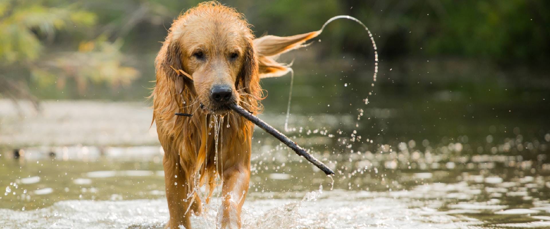 Golden Retriever dog in a river