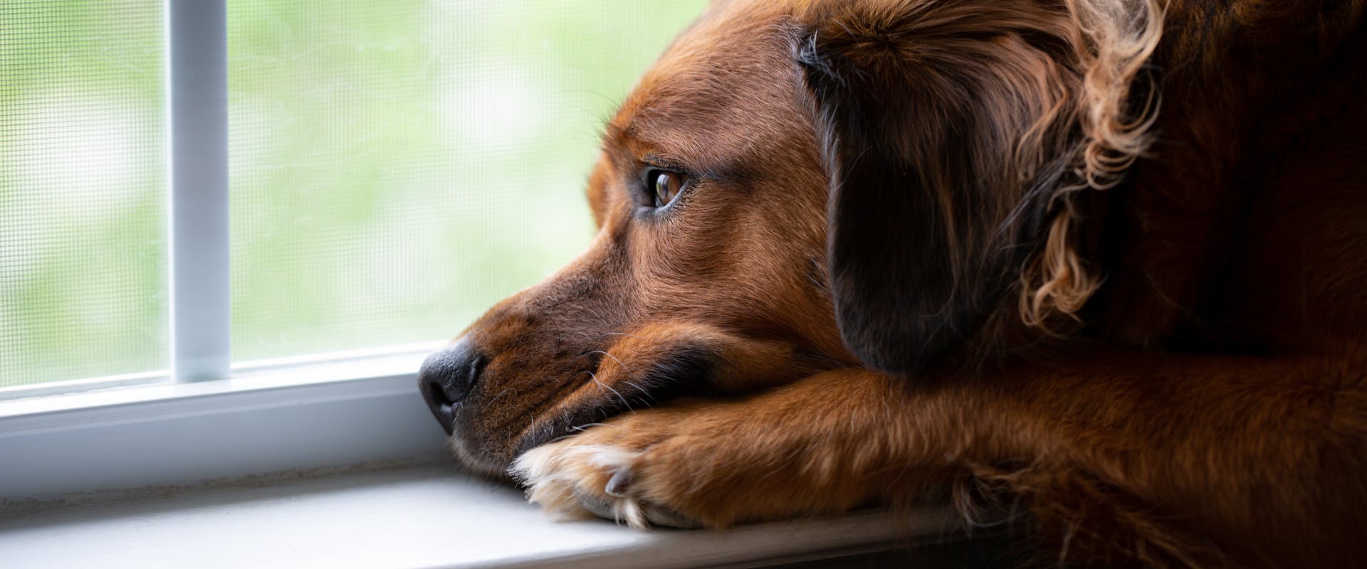 A dog stares out the window.