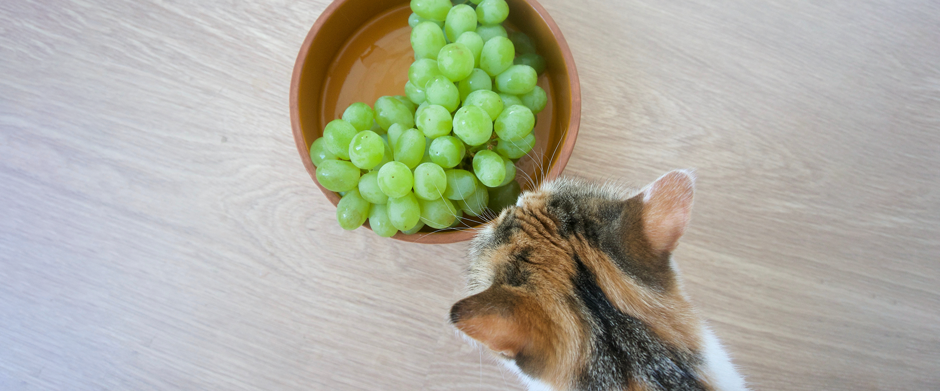 are grapes ok for cats