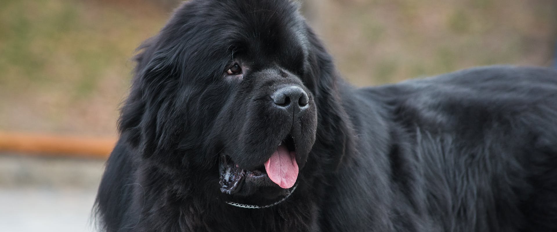 what age is a newfoundland fully grown