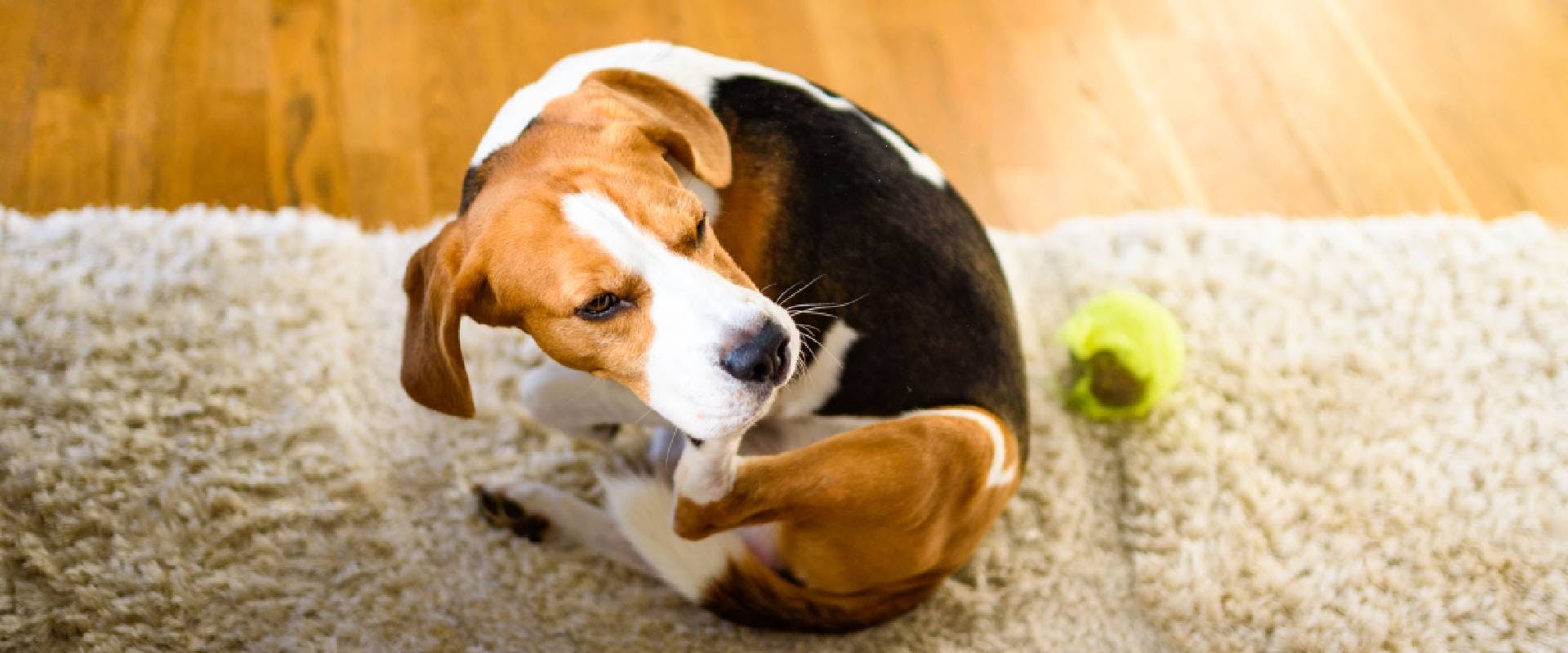 Beagle scratching themselves on a rug