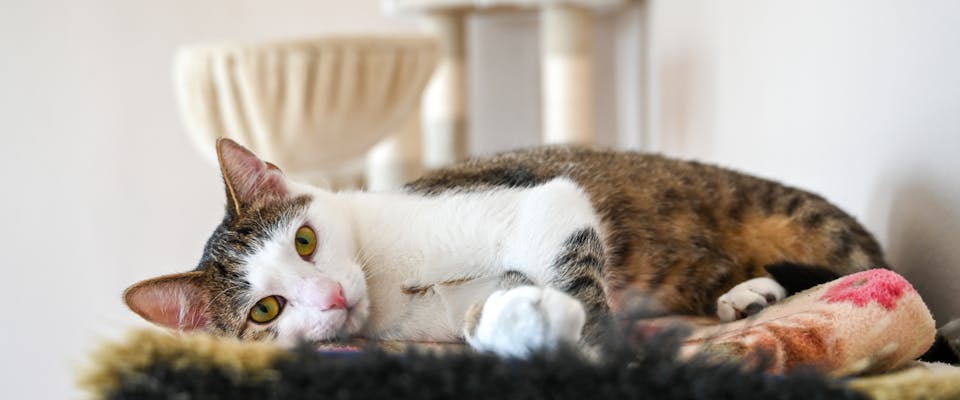 a white and brown tabby cat lying on a cat bed after cat roundworm treatment