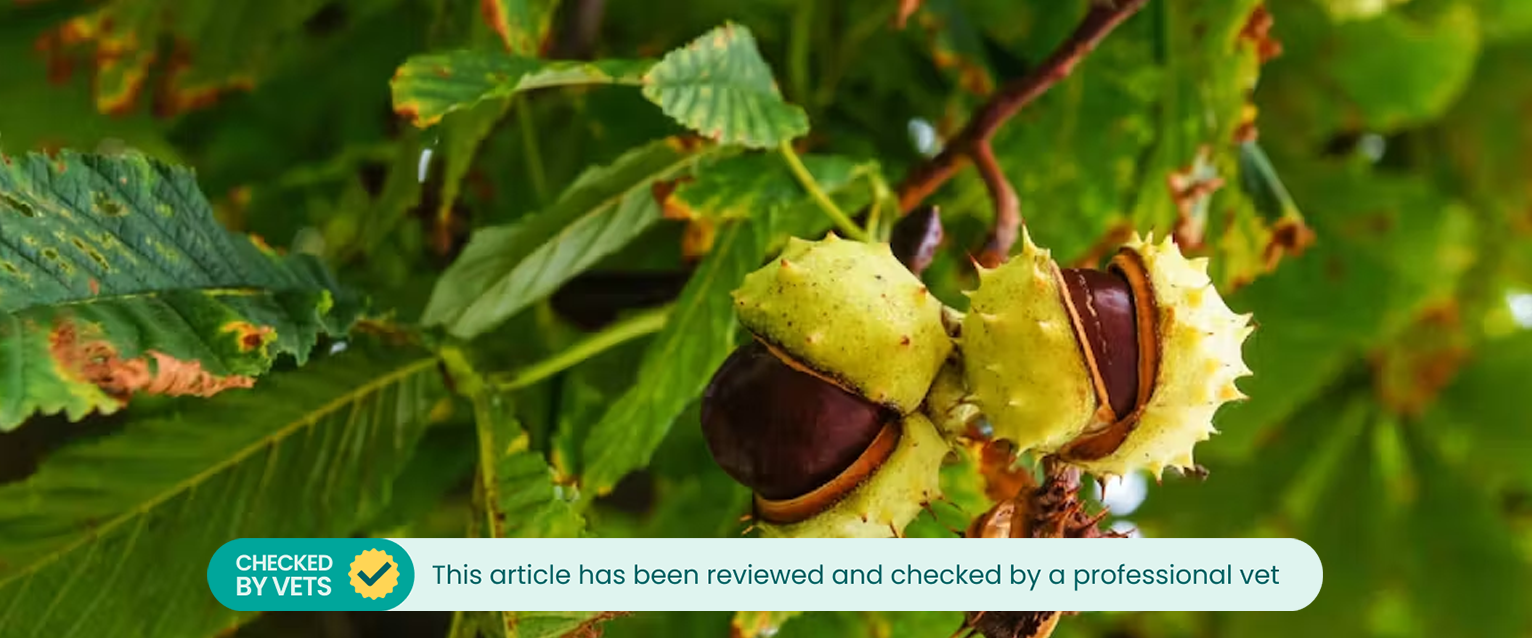 Conkers on a horse chestnut tree (which is poisonous to dogs)