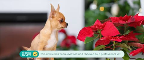 Chihuahua looking at a Poinsettia plant
