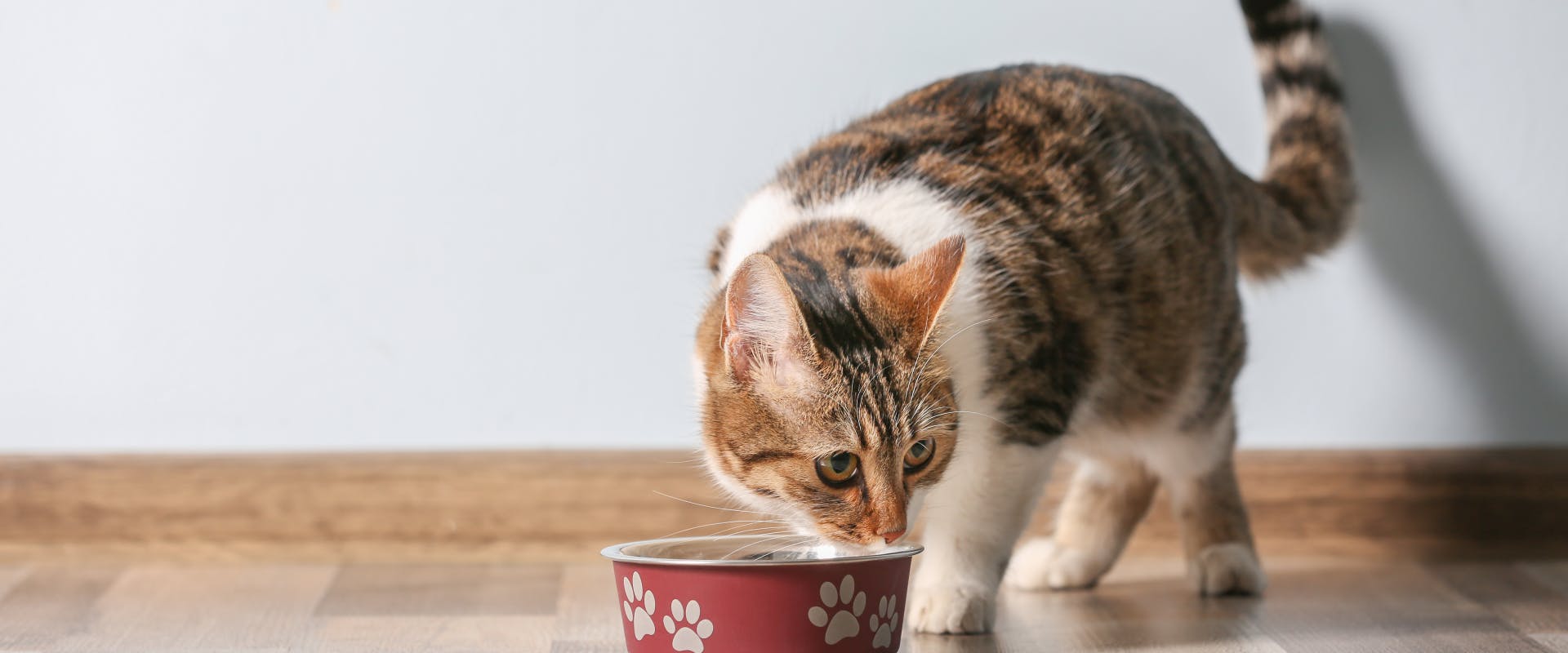 a tabby cat sniffing its cat food bowl