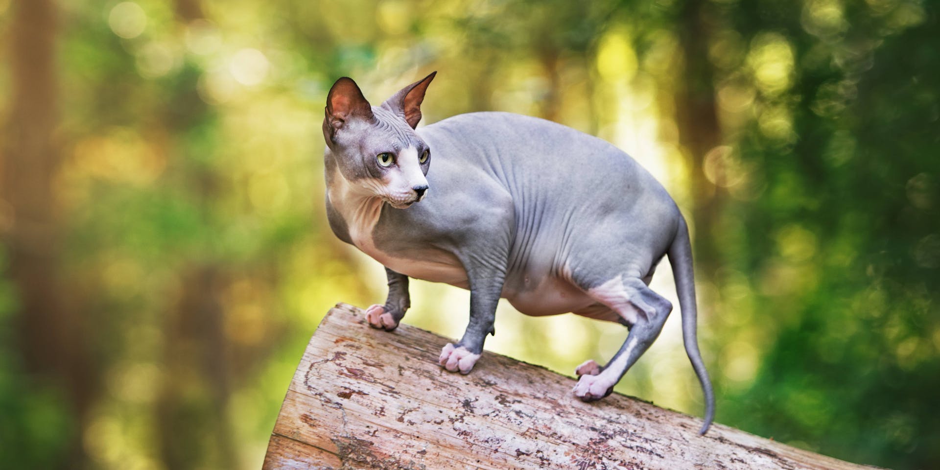 A gray Sphynx cat on a log.