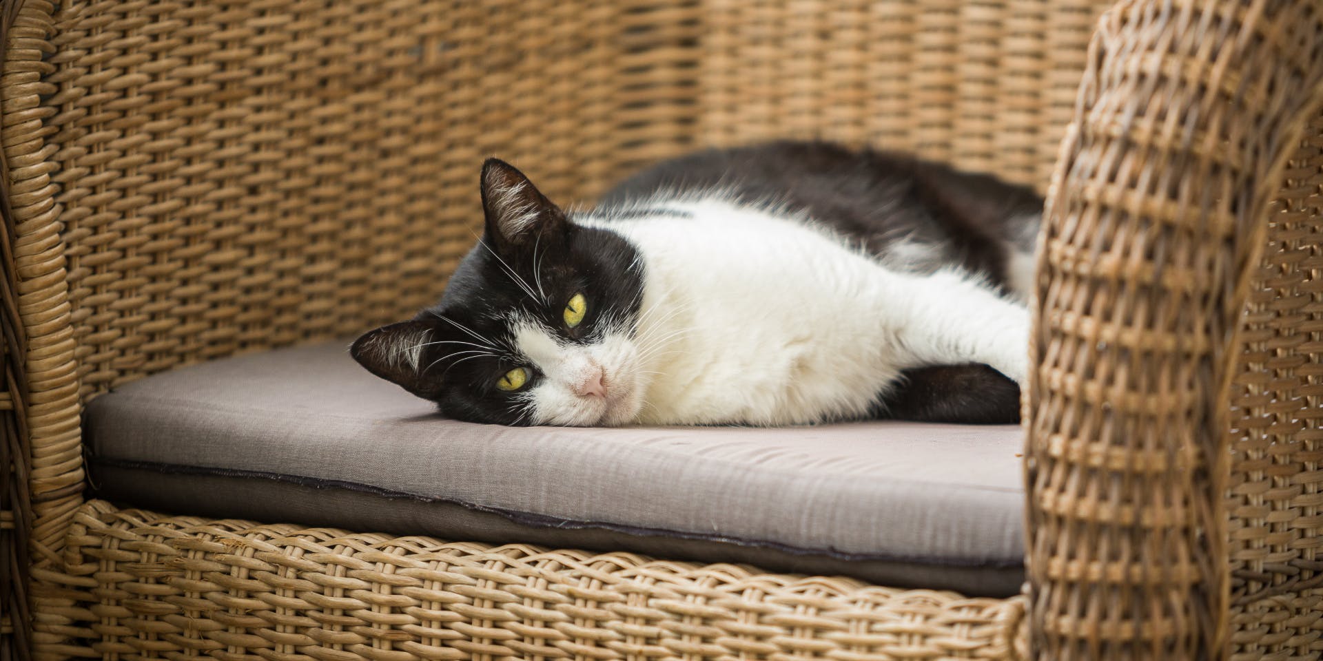 A black and white cat sitting on a garden chair.