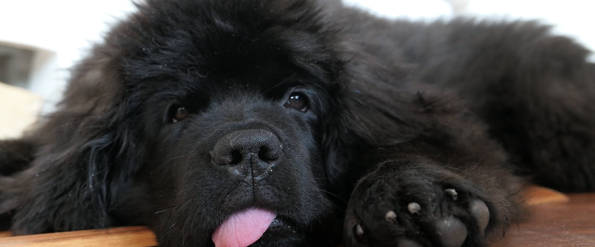 A fluffy Newfoundland puppy with its tongue lolling out