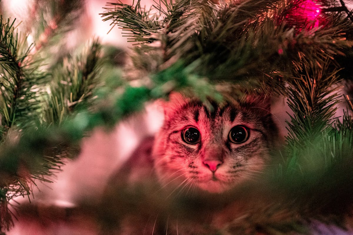A cat sitting inside a Christmas tree looking alert