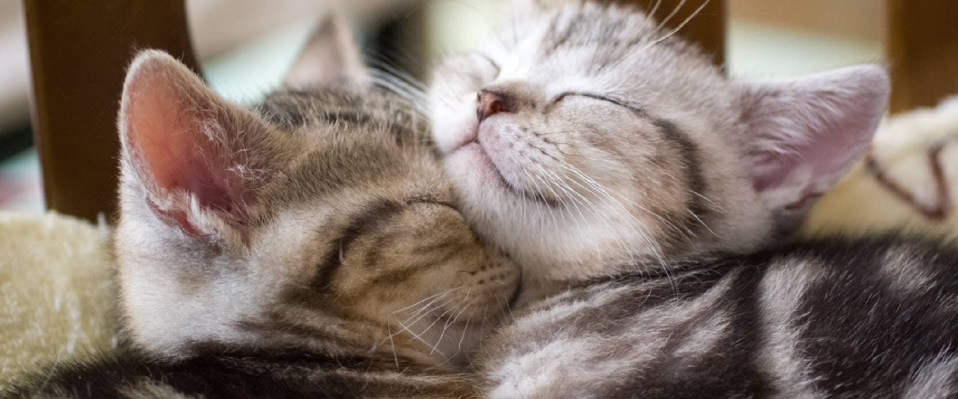 Two grey kittens cuddling