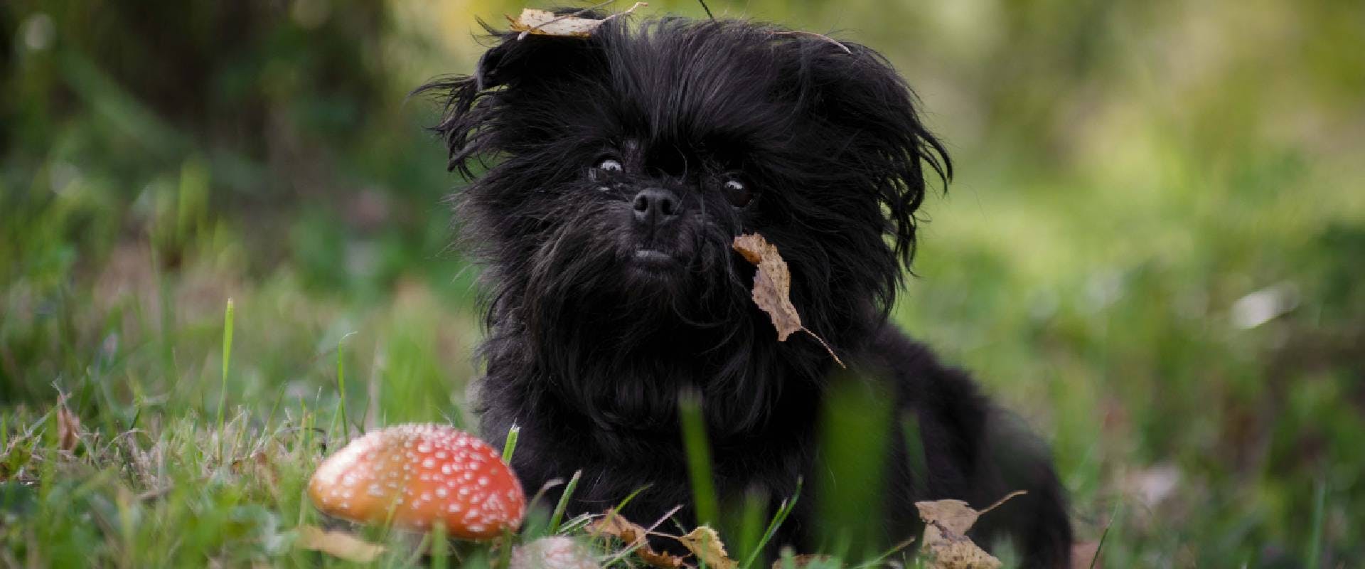 Small black shaggy dog next to a toadstool