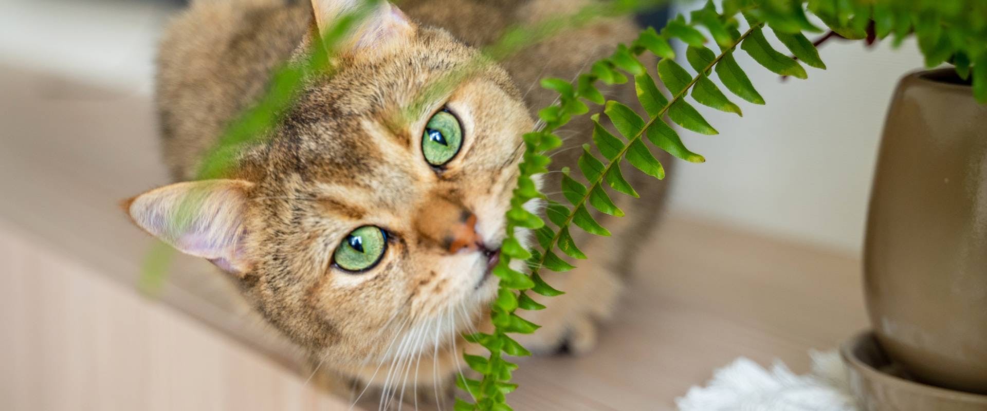 A cat with a fern.