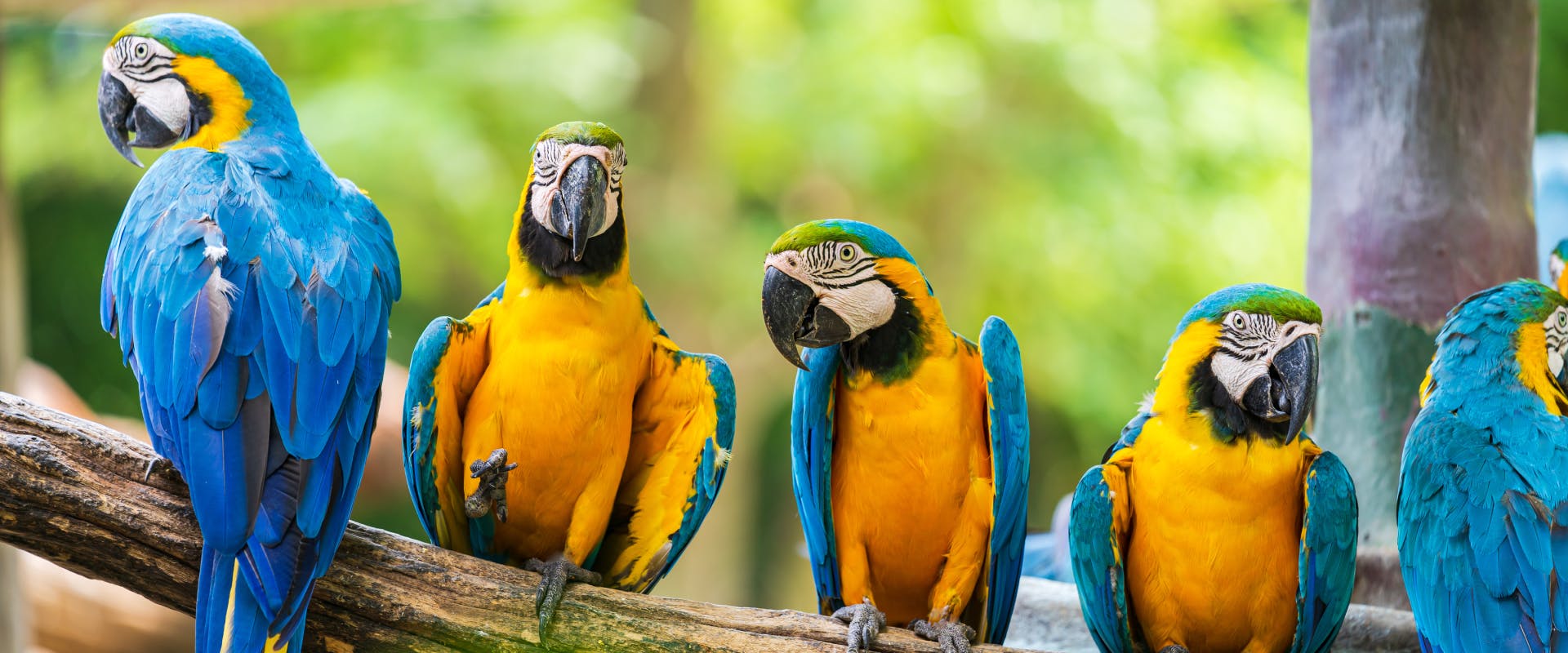 a flock of blue tailed macaws perched on a thick branch in a large bird cage