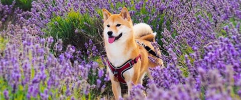 shiba-inu stood in a lavender field